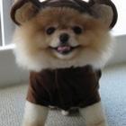 o_cachorro_mais_fofo_do_mundo