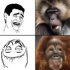 memes_e_os_macacos