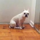 Bulldog chora ao ouvir música