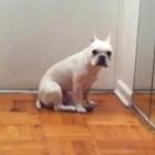 bulldog_chora_ao_ouvir_musica