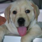 dicas_para_acabar_com_a_coceira_do_cachorro_