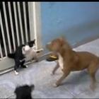 Gato ninja enfrenta PitBull