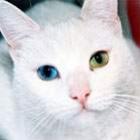 animais_e_celebridades_com_heterocromia