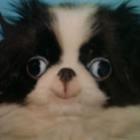 tanto_cachorros_quanto_memes