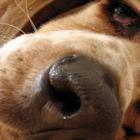 Parasita de cães pode ser transmitido aos humanos