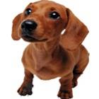 quem_disse_que_cachorro_nao_voa