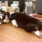 fotos_fofinhas_mostram_o_sono_dos_animais