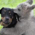 familia_quer_manter_filhote_de_urso_em_seu_quintal_na_eslovenia_