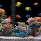 as_vantagens_dos_peixes_como_animais_de_estimacao_
