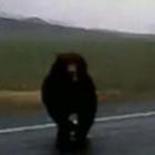 urso_ataca_motorista_por_tentar_filmalo
