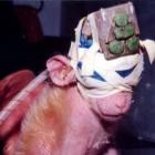 &ldquo;a_pesquisa_cientifica_com_animais_e_uma_falacia&rdquo;_diz_o_medico_ray_greek