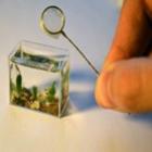 Artista russo cria menor aquário do mundo