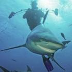  Tubarão 'sorri' ao ser fotografado no meio de cardume de sardinhas