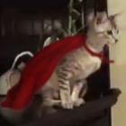 gatinho_voador__fail
