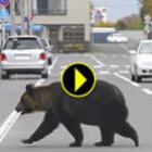 Urso passeia nas ruas da Califórnia e assusta população