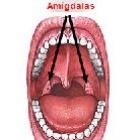 Amígdalas, as primeiras defesas do nosso corpo.
