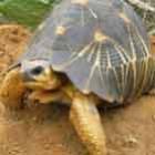 \mafia_da_tartaruga\_deixa_especie_rara_sob_ameaca_de_extincao