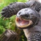 conhecam_a_chuck_tartaruga_norris