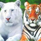 animais_albinos