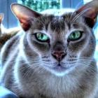 queda_de_pelos_de_caes_e_gatos_aprenda_a_controlar
