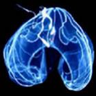 cientistas_calculam_quantas_especies_existem