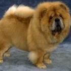 japones_come_cachorro