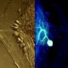 descoberta_pode_revolucionar_estudos_com_o_cerebro_humano