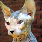 Por que todos dizem que os gatos têm sete vidas?