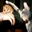 10_imagens_cuticuti