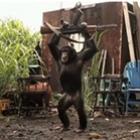 Macaco brincando com uma AK-47