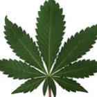 comprovado_maconha_causa_perda_de_memoria