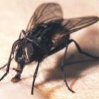 Sabe por que as moscas esfregam as patas?