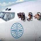 Avião Animal: Voo especial só para cachorros e gatos