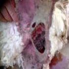triplice_fronteira_sob_acao_de_alienigenas_e_mutilacoes_de_animais__