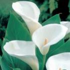 10_plantas_que_podem_matar_voce
