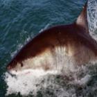 tubarao_branco_mata_mergulhador_americano_na_australia