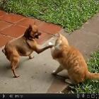 vale_tudo_cao_vs_gato_