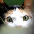 revelacao_a_vida_secreta_dos_gatos_que_circulam_livremente_