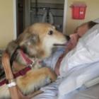 cadelinha_realiza_o_ultimo_desejo_de_seu_dono_com_cancer