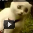dorgas_parei_agora_assusto_criancinhas
