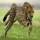 top_10_animais_terrestres_mais_rapidos_do_mundo_