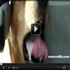 esse_cachorro_nao_para_de_rir_hahaha