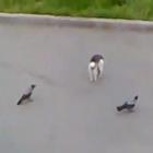 2_gatos_2_passaros_e_muita_porrada