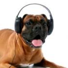 use_a_musica_classica_para_acalmar_o_seu_cachorro_