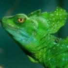 basilisco_o_lagarto_que_anda_sobre_as_aguas
