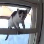 Gato ninja entrando pela janela