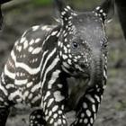 genetica_animal_sera