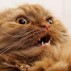 batalha_epica_gato_vs_impressora