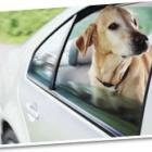 porto_seguro_da_dicas_para_quem_vai_viajar_de_carro_com_seu_pet