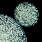 as_10_melhores_fotografias_microscopicas_da_bioscapes_2011